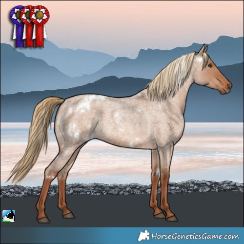 Horse Color:White Spotted Red Dun Roan