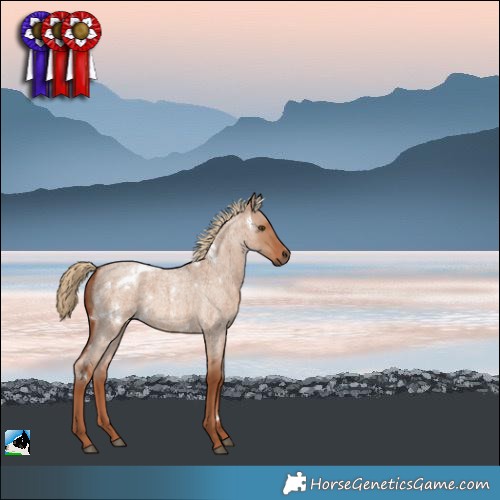 Horse Color:White Spotted Red Dun Roan