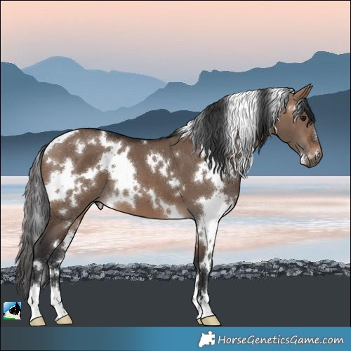 Horse Color:White Spotted Brown Dun 