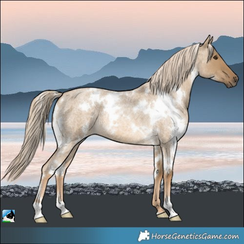 Horse Color:White Spotted Chocolate Palomino Roan Dun