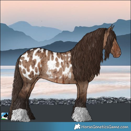 Horse Color:Liver Red Dun Appaloosa Rabicano Brindle 