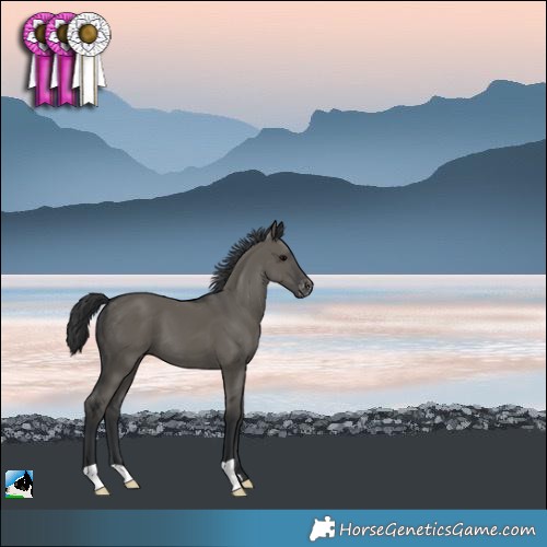 Horse Color:Grullo Appaloosa