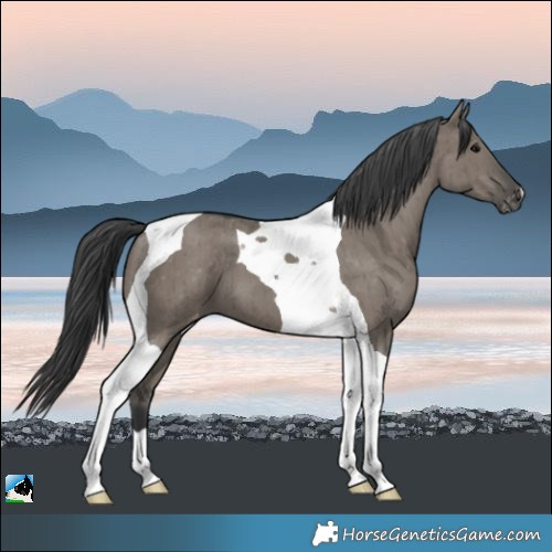 Horse Color:Grullo Tobiano Varnish Brindle 
