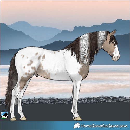 Horse Color:Brown Dun Tobiano Appaloosa Rabicano 