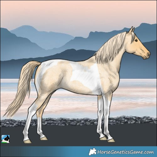 Horse Color:Palomino Roan Dun Tobiano