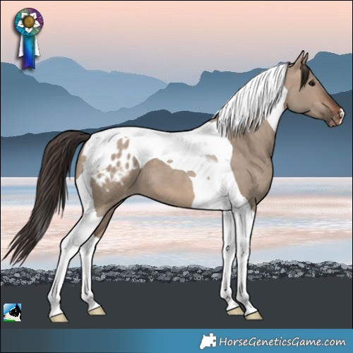 Horse Color:Brown Dun Tobiano Appaloosa 