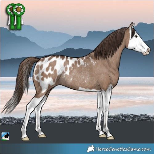 Horse Color:Liver Red Dun Splash Appaloosa Rabicano Brindle 