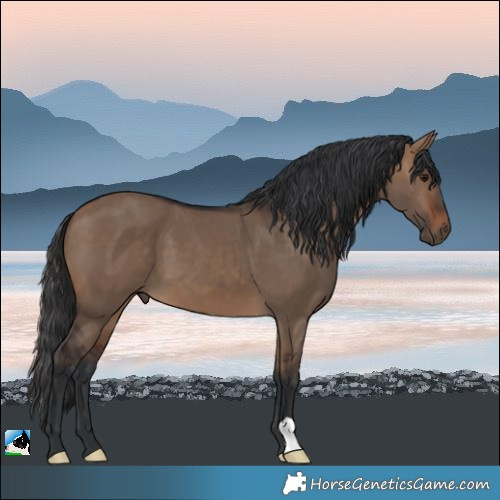 Horse Color:Brown Dun