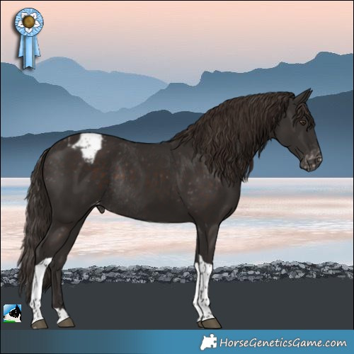 Horse Color:Liver Chestnut Tobiano Appaloosa Rabicano 