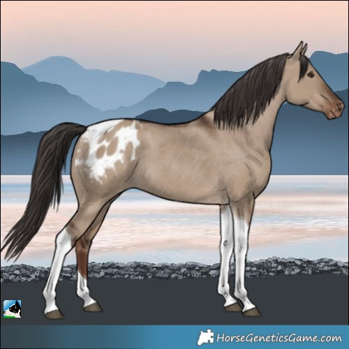 Horse Color:Liver Red Dun Tobiano Appaloosa Rabicano 
