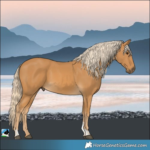 Horse Color:Palomino Tobiano Rabicano 