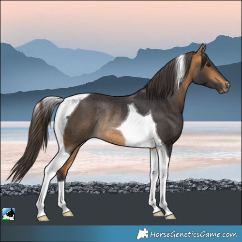Horse Color:Buckskin Tobiano Rabicano
