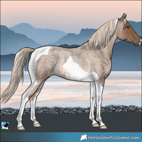 Horse Color:Chocolate Palomino Roan Tobiano Rabicano 