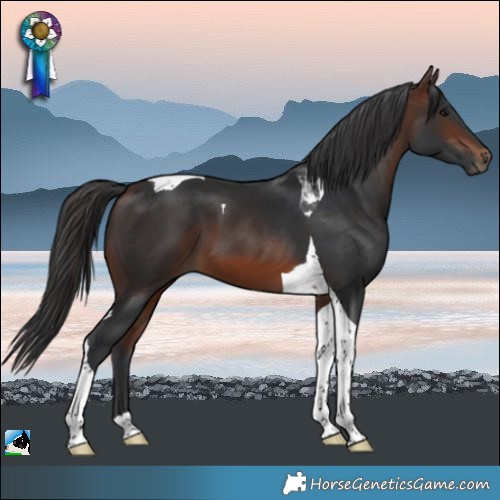 Horse Color:Brown Tobiano 