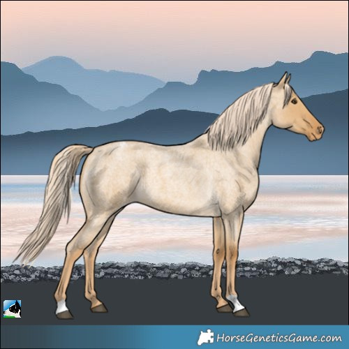 Horse Color:Palomino Roan Dun Appaloosa