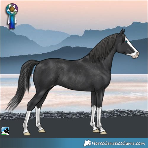 Horse Color:Black Splash Appaloosa Rabicano