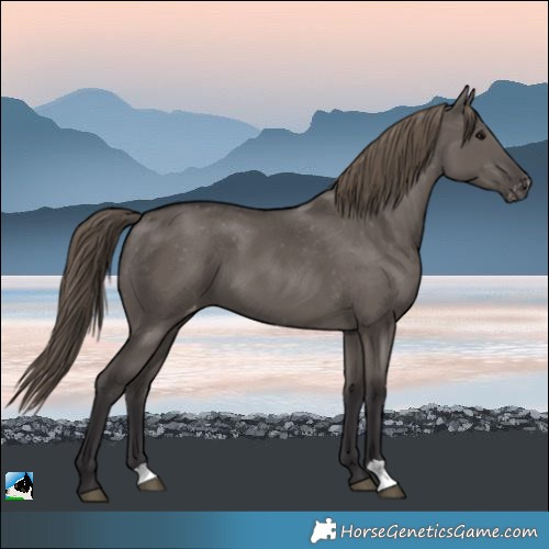 Horse Color:Smoky Grullo Varnish