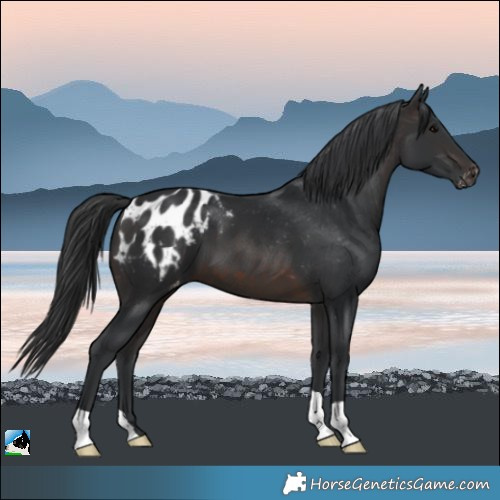 Horse Color:Brown Varnish