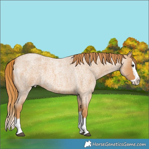 Horse Color:Red Roan Splash 