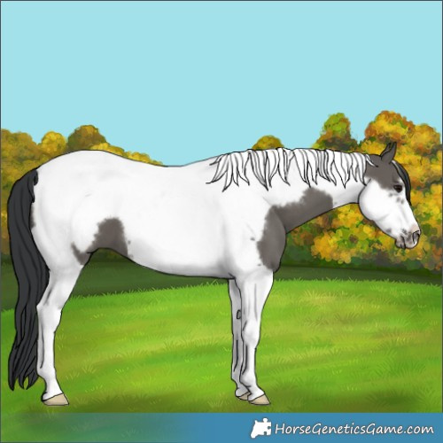 Horse Color:Grullo Tobiano Frame