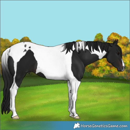 Horse Color:Gray Brown Tobiano 