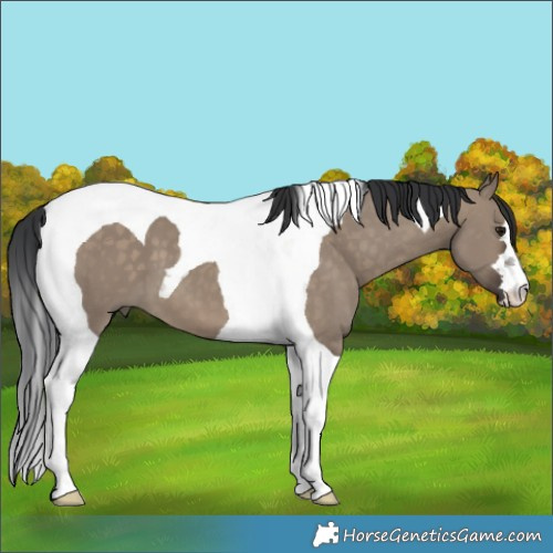 Horse Color:Brown Dun Tobiano