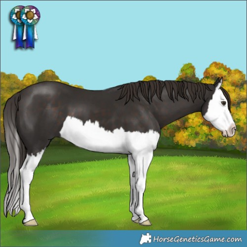 Horse Color:Liver Chestnut Splash