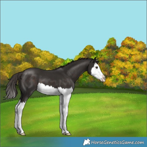Horse Color:Liver Chestnut Splash 