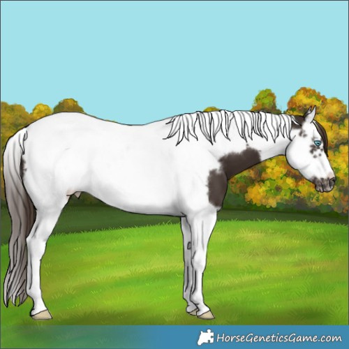 Horse Color:Liver Chestnut Splash Tobiano Frame