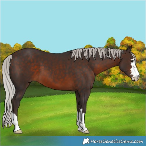 Horse Color:Silver Brown