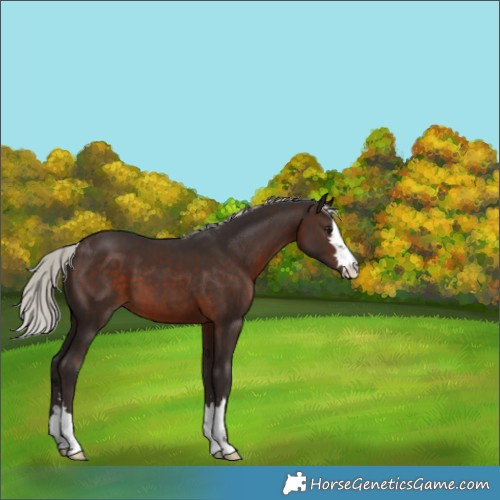 Horse Color:Silver Brown 