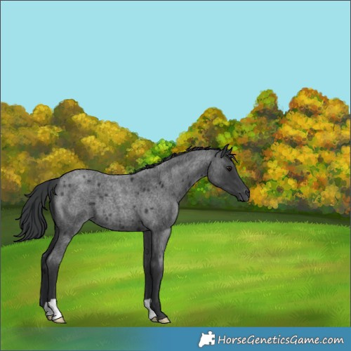 Horse Color:Blue Roan 