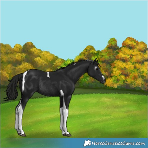 Horse Color:Gray Black Tobiano Rabicano 