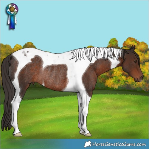 Horse Color:Liver Chestnut Tobiano Rabicano 