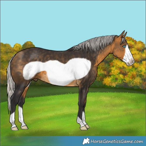 Horse Color:Silver Buckskin Frame