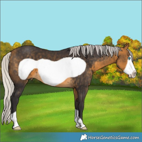 Horse Color:Silver Buckskin Frame