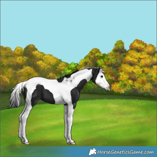 Horse Color:Gray Black Splash Tobiano 