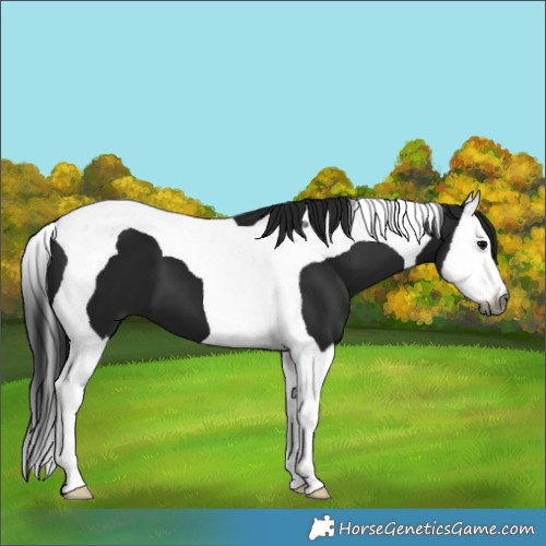Horse Color:Gray Black Splash Tobiano 