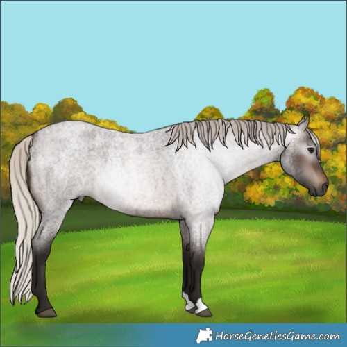 Horse Color:Gray Silver Bay Roan 