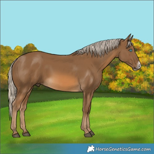 Horse Color:Chocolate Palomino Frame 