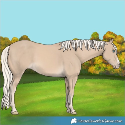 Horse Color:Cremello Frame 