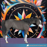 Horse Color:Black Splash Rabicano