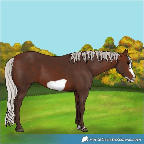 Horse Color:Silver Brown Frame