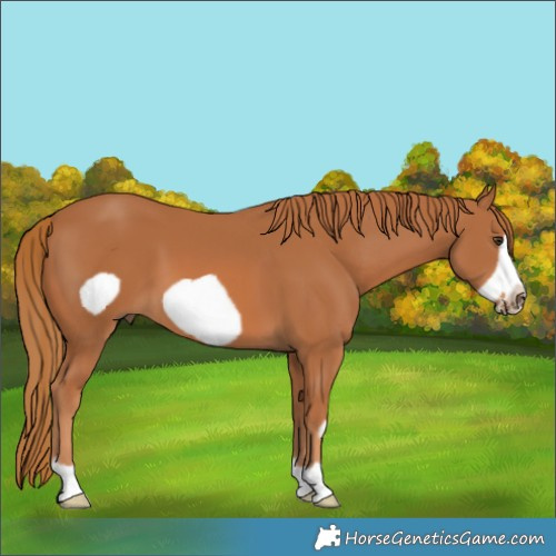 Horse Color:Chestnut Frame 