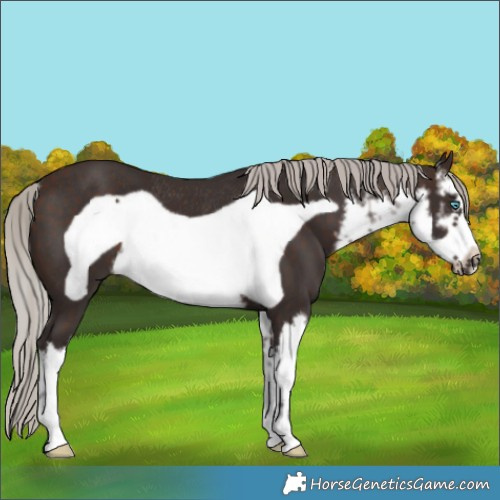 Horse Color:White Spotted Silver Brown Frame Rabicano 