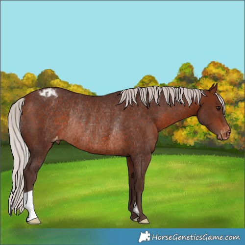 Horse Color:Silver Brown Varnish Rabicano 