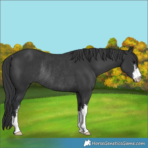 Horse Color:White Spotted Black Rabicano 