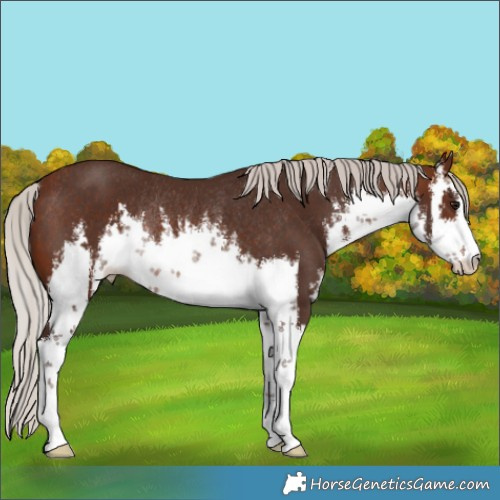 Horse Color:White Spotted Silver Brown Rabicano