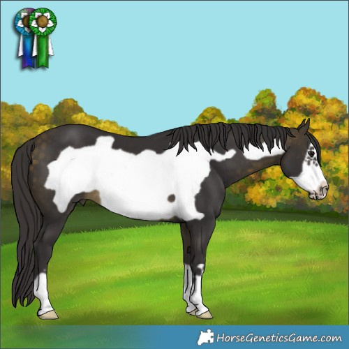 Horse Color:Buckskin Frame 