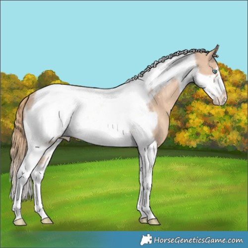 Horse Color:Perlino Tobiano Frame Appaloosa